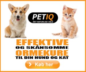 Ormekur til kat